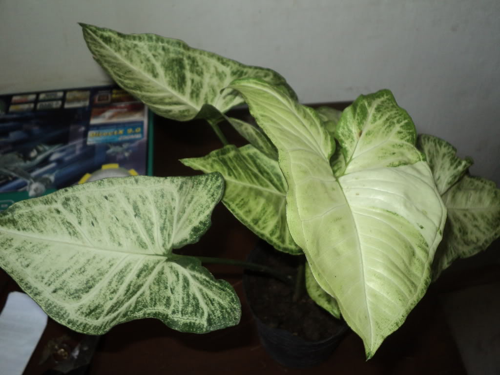 DSC00217.jpg
