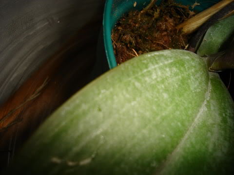 DSC00228.jpg