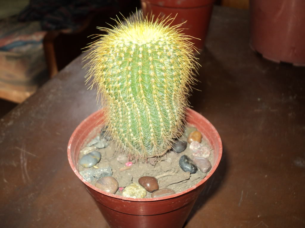 DSC00230.jpg
