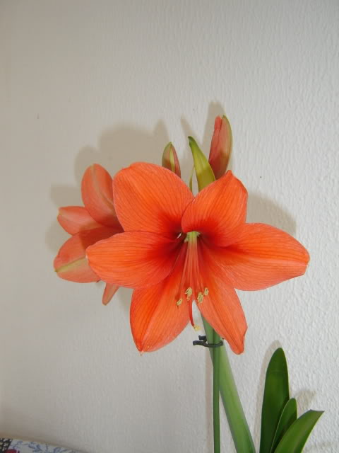 DSC00238.jpg