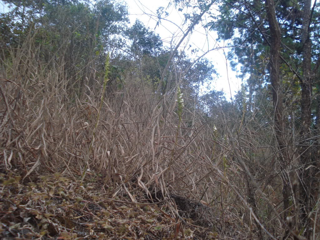 DSC00240.jpg