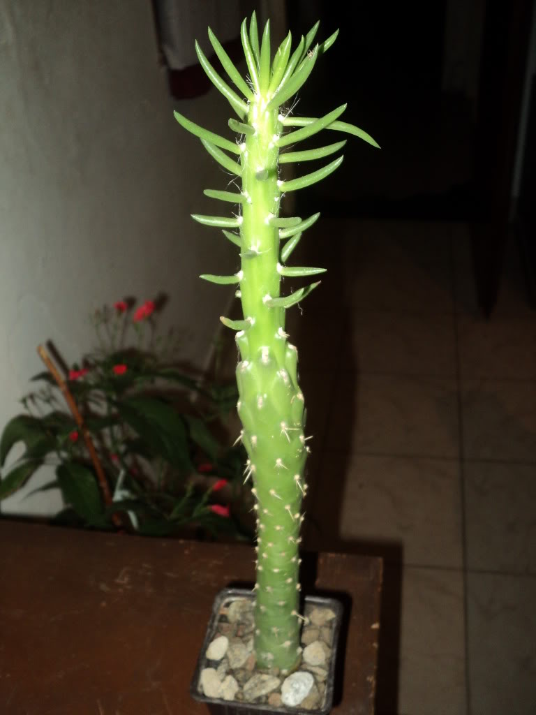 DSC00242.jpg