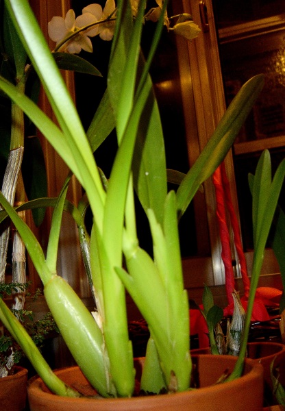 DSC00244.JPG