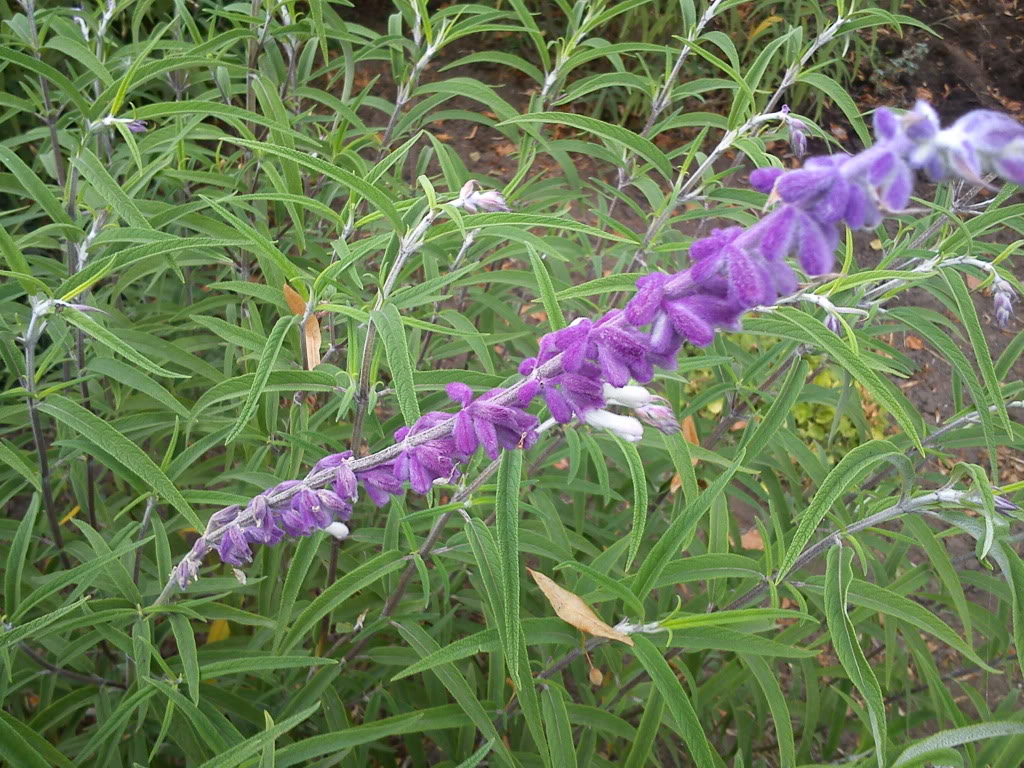 DSC00246.jpg