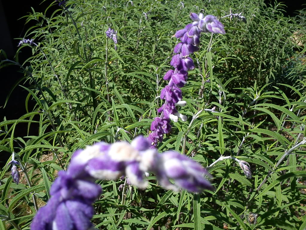 DSC00256.jpg