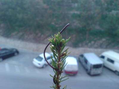 DSC00256t.jpg