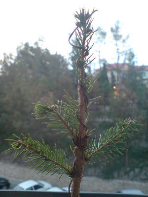 DSC00260t.jpg