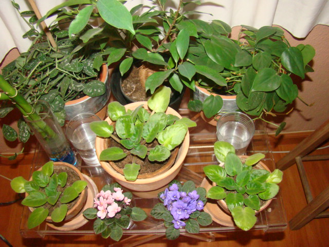 DSC00270.JPG