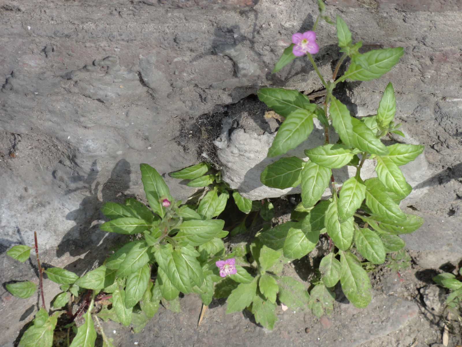 dsc002721.jpg