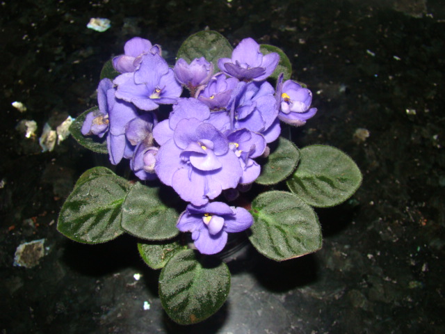 DSC00279.JPG