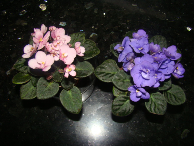 DSC00280.JPG