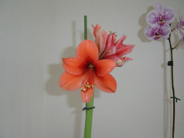 DSC00290.jpg