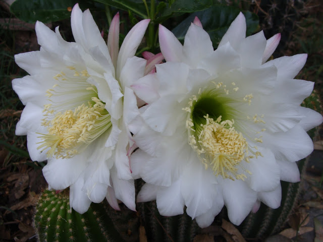 DSC00303.JPG