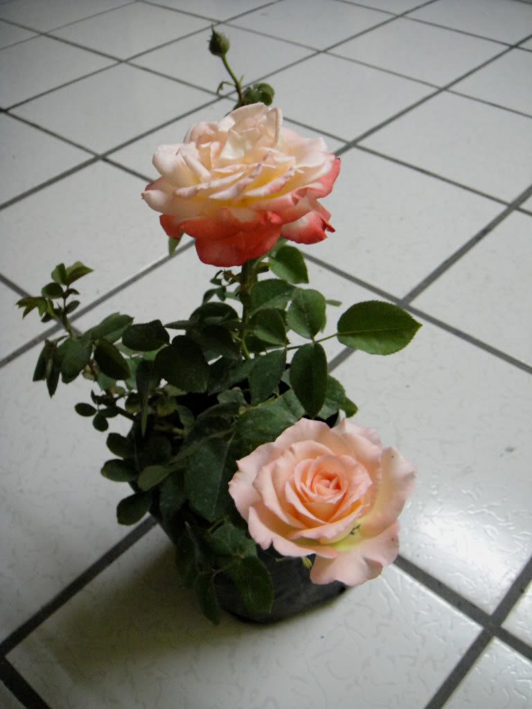 DSC00308.jpg