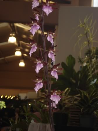 DSC00310-1.jpg