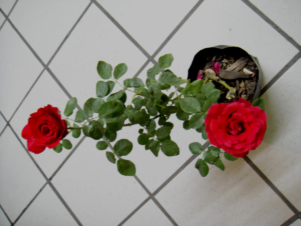 DSC00310.jpg
