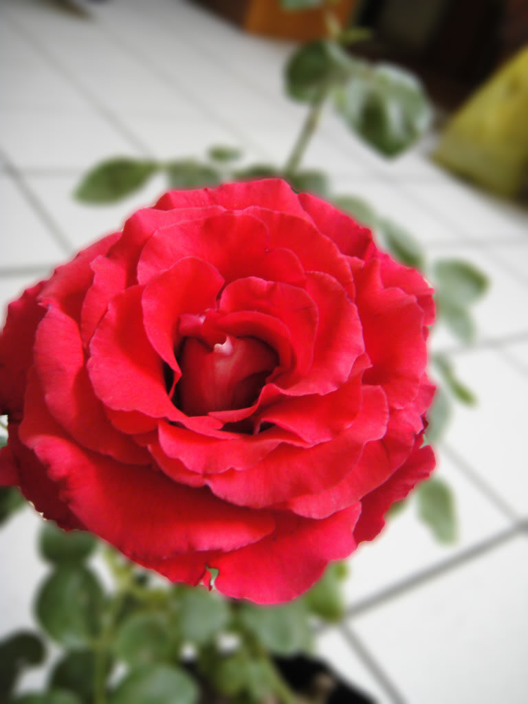 DSC00313.jpg