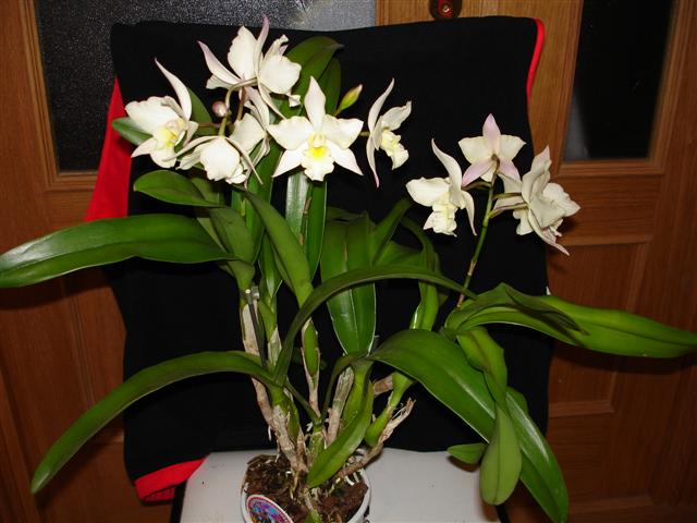 DSC00315%20%28Small%29.JPG
