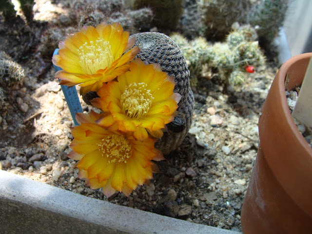 DSC00322.JPG