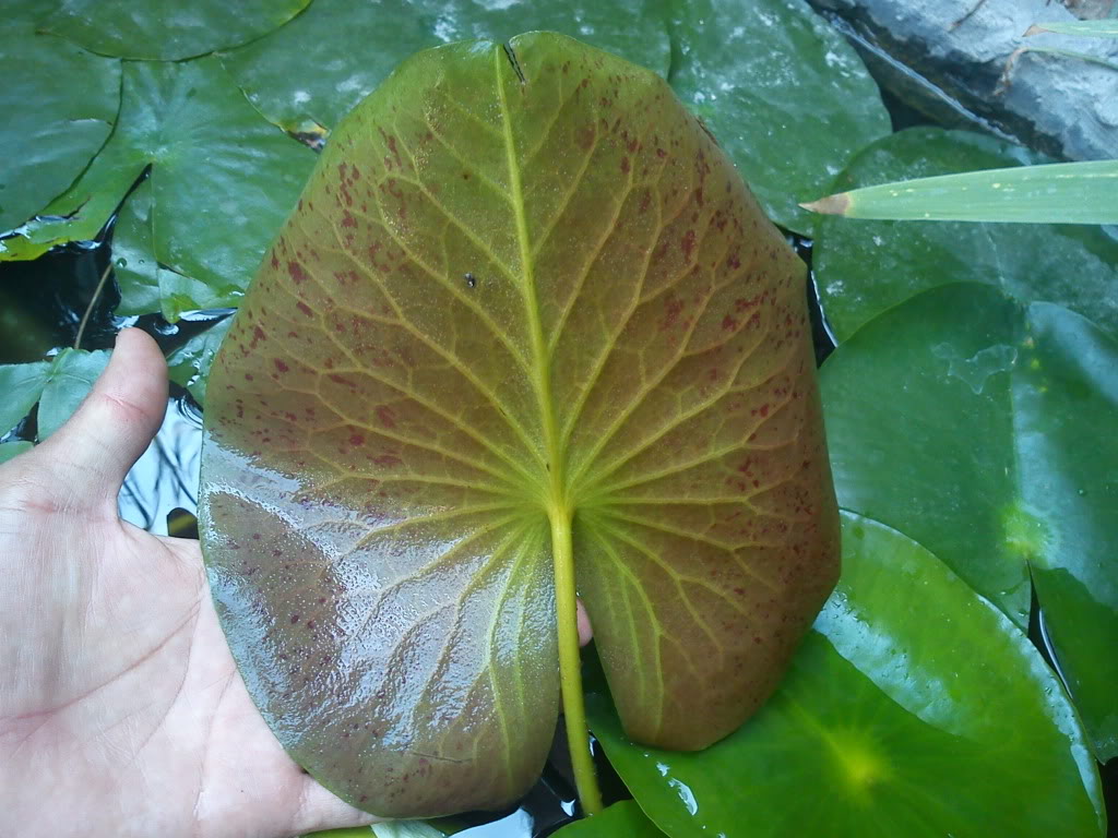 DSC00325.jpg