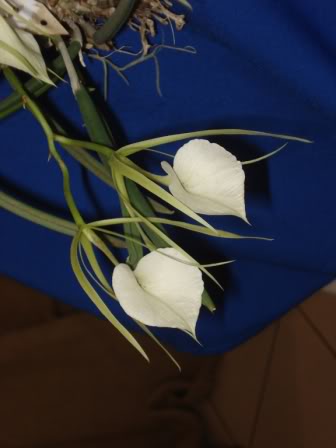 DSC00337-1.jpg