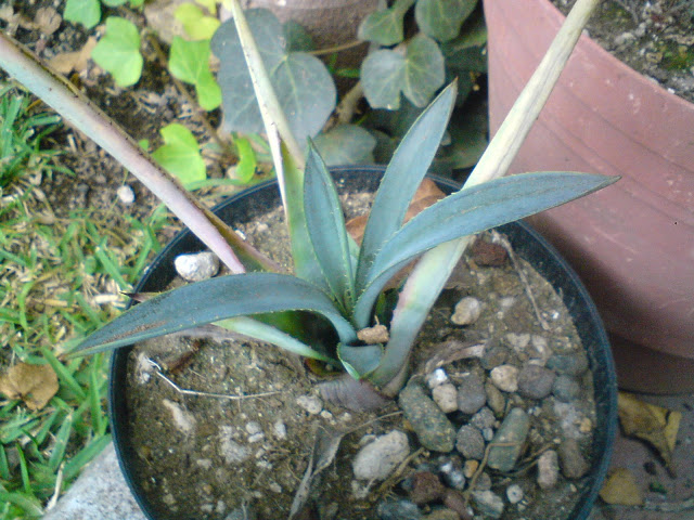 DSC00337.JPG