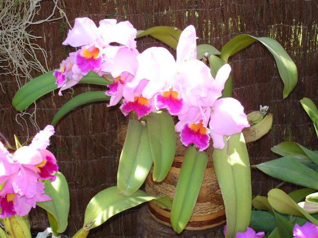DSC00340%20%28Small%29.JPG