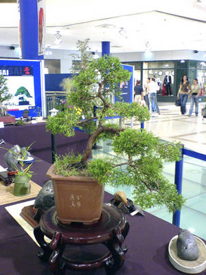 DSC00343.JPG