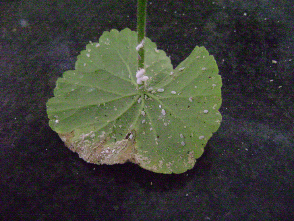 DSC003441.jpg