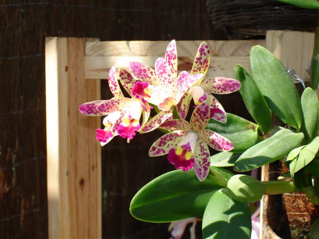 DSC00345%20%28Small%29.JPG