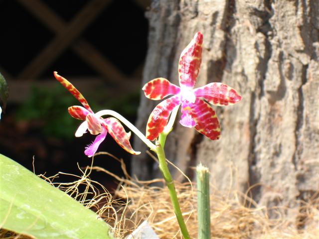 DSC00349%20%28Small%29.JPG