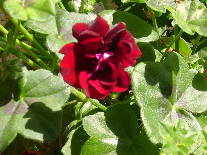 DSC00350.jpg