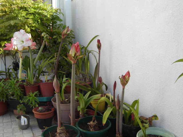 DSC00355.jpg