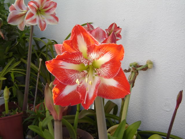 DSC00359.jpg