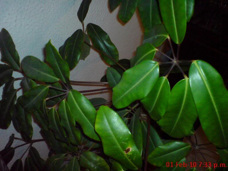 DSC00370.jpg