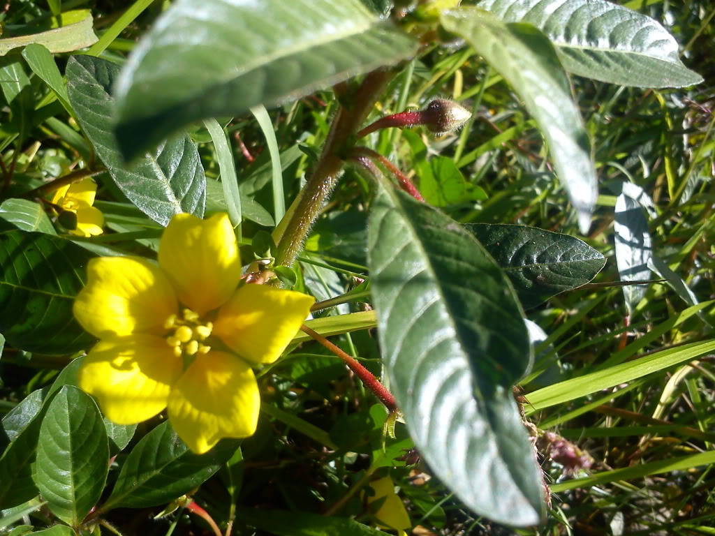 DSC00372.jpg
