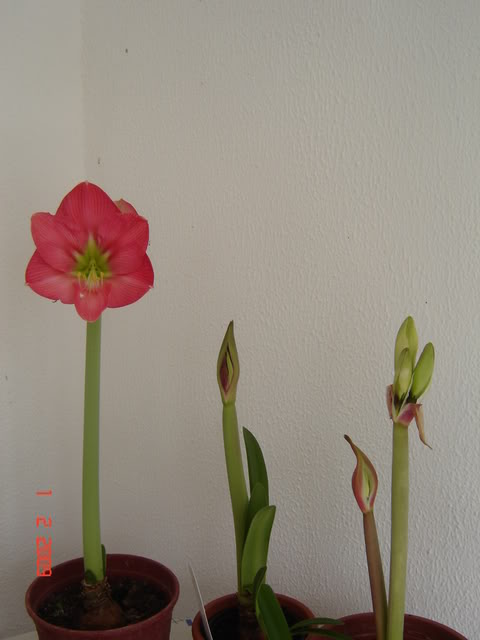 DSC00374.jpg