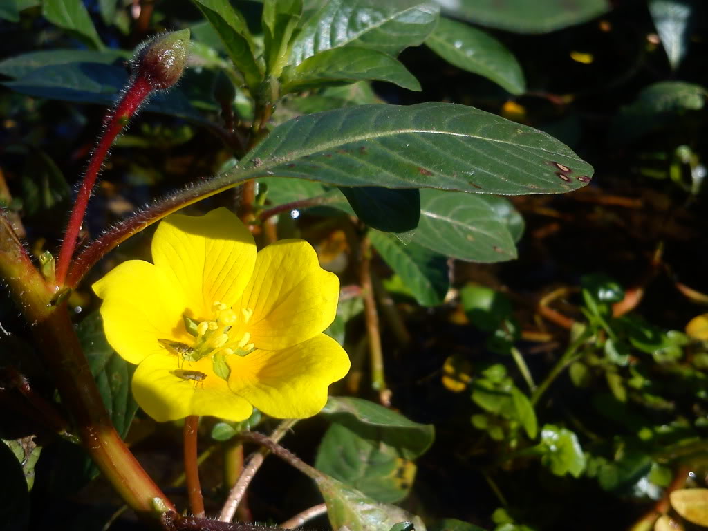 DSC00374.jpg