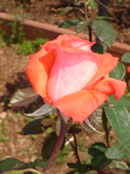 DSC00379.JPG