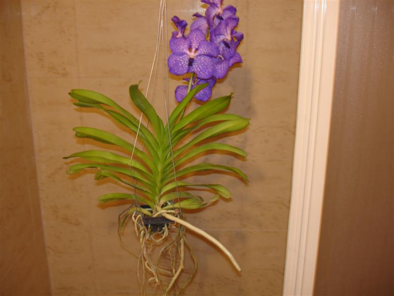 DSC00382%20%28Medium%29.JPG