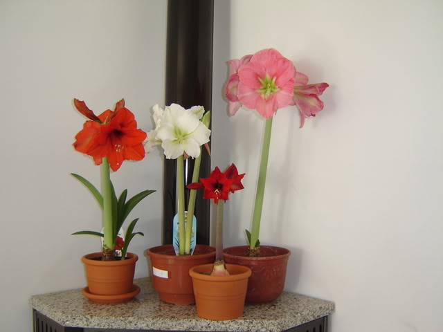 DSC00387.jpg