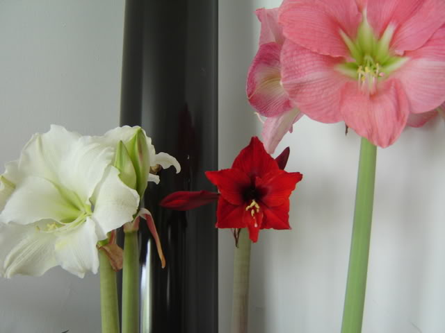DSC00390.jpg