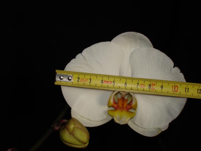 DSC00391%20%28Medium%29.JPG