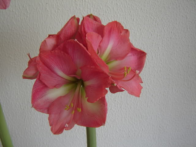 DSC00391.jpg