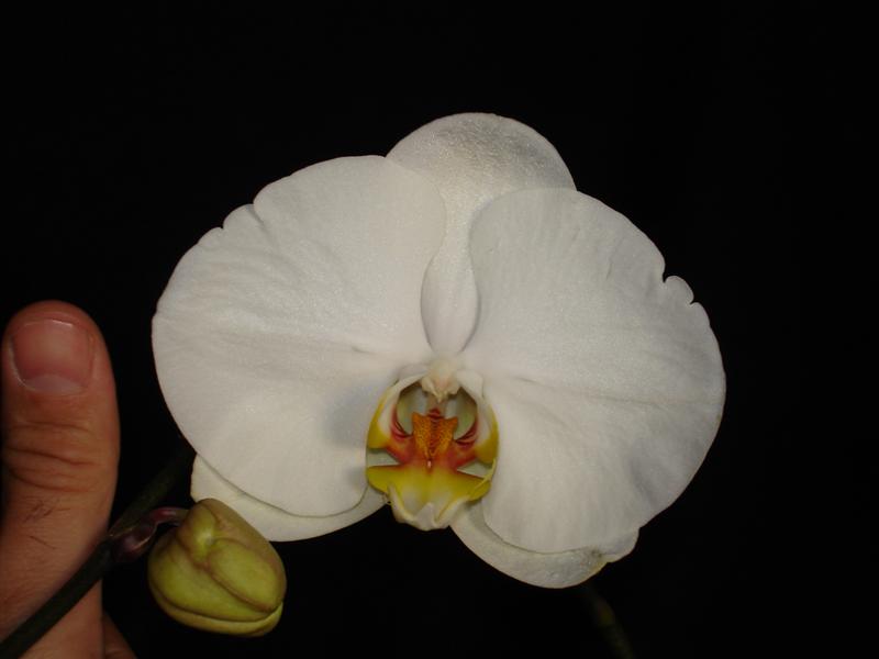 DSC00392%20%28Medium%29.JPG