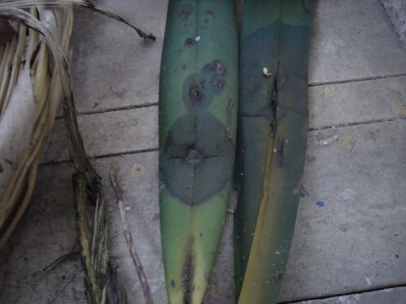 DSC00394.jpg