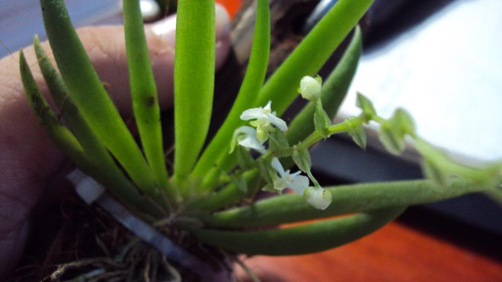 DSC00398.jpg