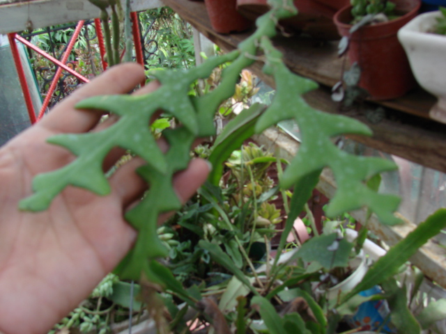 DSC00399.JPG