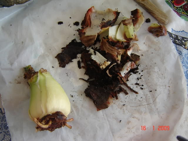 DSC00411.jpg