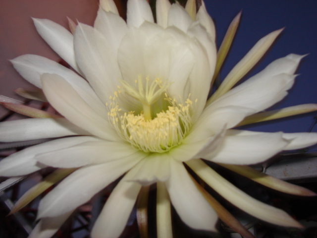 DSC00411.JPG